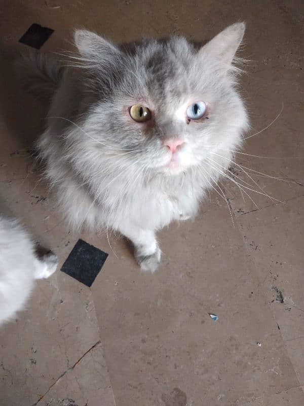 White Persian Pair for Sale 2