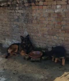 German shepherd Long Coat Male & Female  For Sale 03287625932WhatsApp