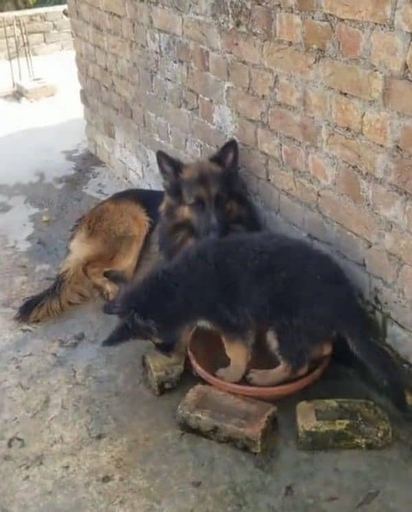 German shepherd Long Coat Male & Female  For Sale 03287625932WhatsApp 1