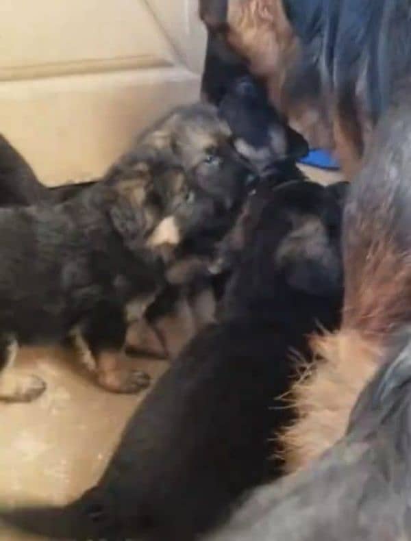 German shepherd Long Coat Male & Female  For Sale 03287625932WhatsApp 2