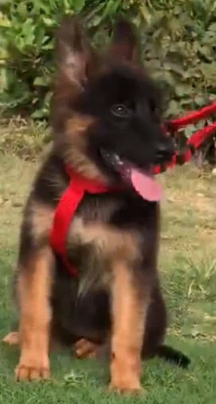 German shepherd Long Coat Male & Female  For Sale 03287625932WhatsApp 0