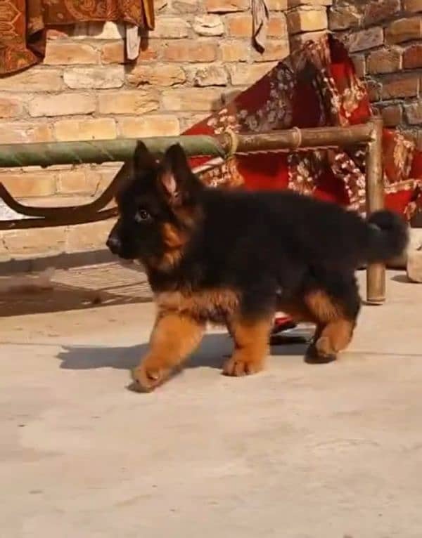 German shepherd Long Coat Male & Female  For Sale 03287625932WhatsApp 1