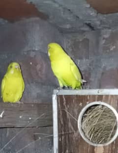 Australian parrots + common latino parrots