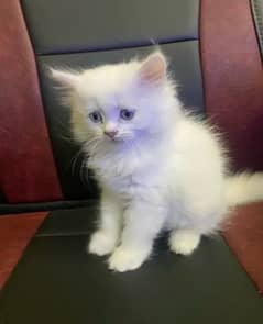 Persian Kitten