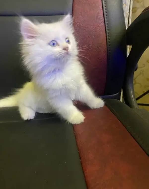 Persian Kitten 3