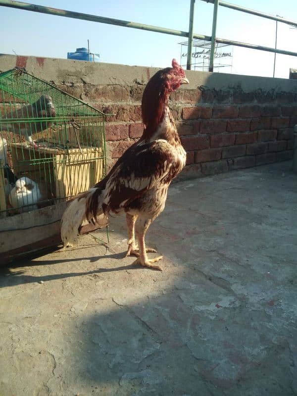 Mianwali old blood for sale in lahore age 15 months. 1