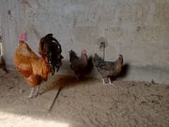 Desi egg laying | Desi | Misri | Male