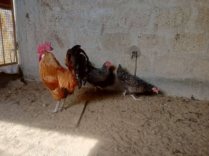 Desi egg laying | Desi | Misri | Male 1