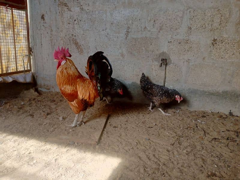 Desi egg laying | Desi | Misri | Male 2