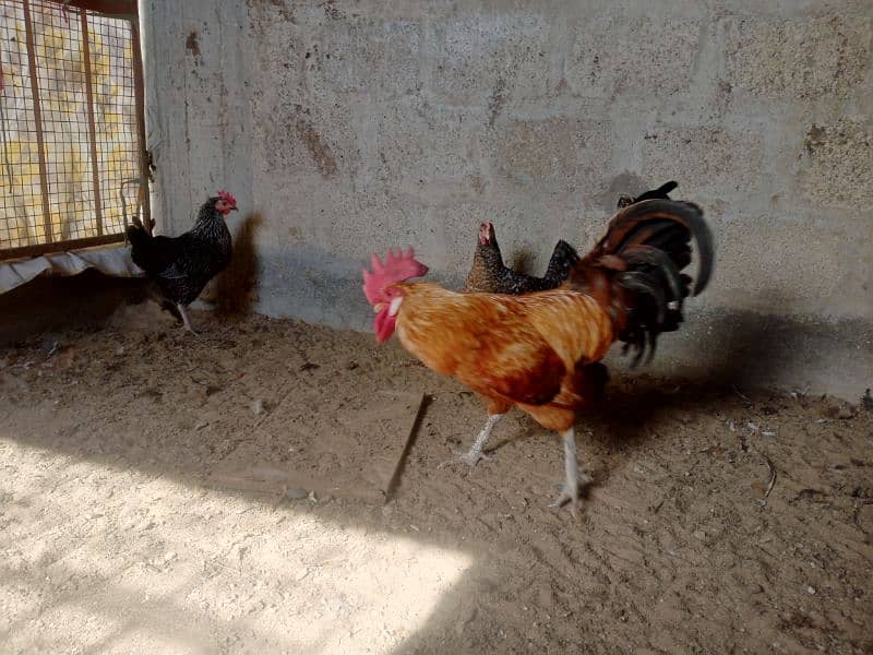 Desi egg laying | Desi | Misri | Male 3