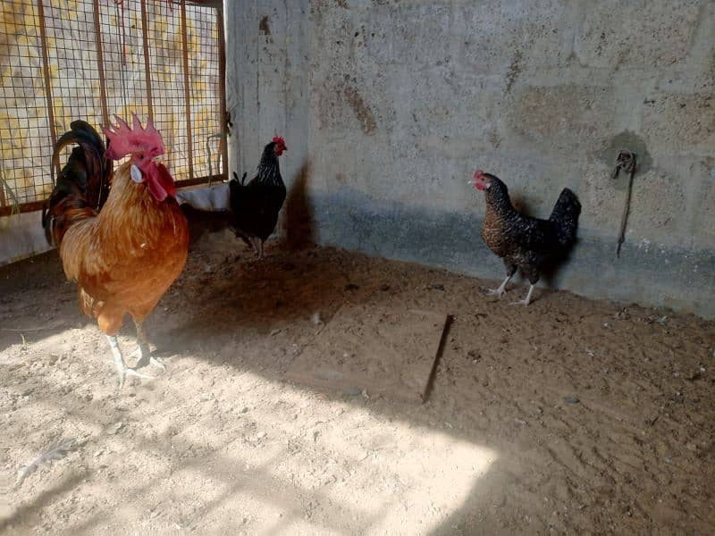 Desi egg laying | Desi | Misri | Male 4