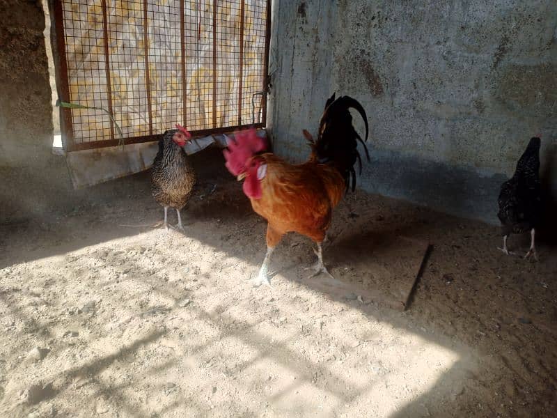 Desi egg laying | Desi | Misri | Male 6