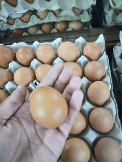 Lohaman Brown Eggs