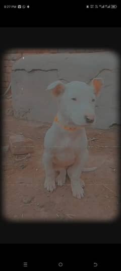 Kohati Gultair Female For Sale Age 4 Months