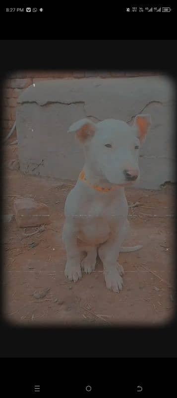 Kohati Gultair Female For Sale Age 4 Months 0