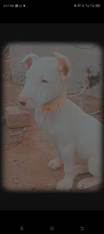 Kohati Gultair Female For Sale Age 4 Months 1