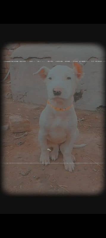 Kohati Gultair Female For Sale Age 4 Months 2