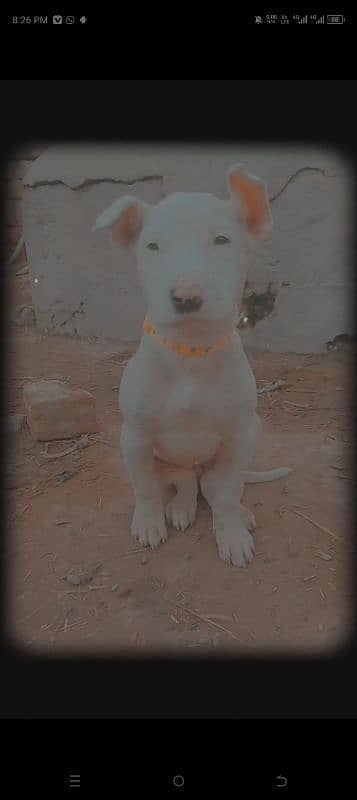 Kohati Gultair Female For Sale Age 4 Months 3