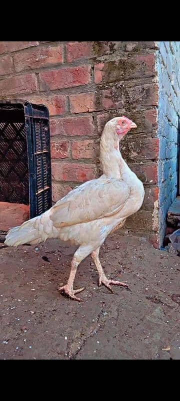 Thai Male Heera Madi K Chick's Available 03096705051 3