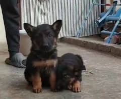 German shepherd Long Coat Male & Female  For Sale 03287625932WhatsApp