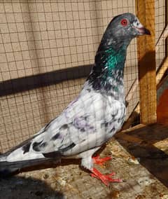 pigeon pure kamgar male argent sale ? 03224690184