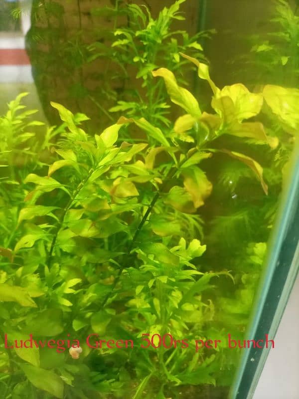 Equarium  Plants For sale 1