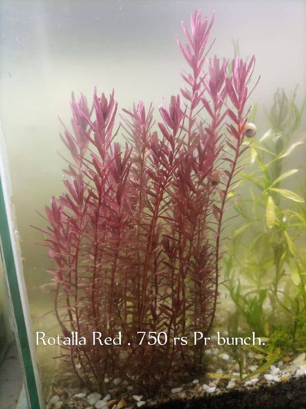 Equarium  Plants For sale 3