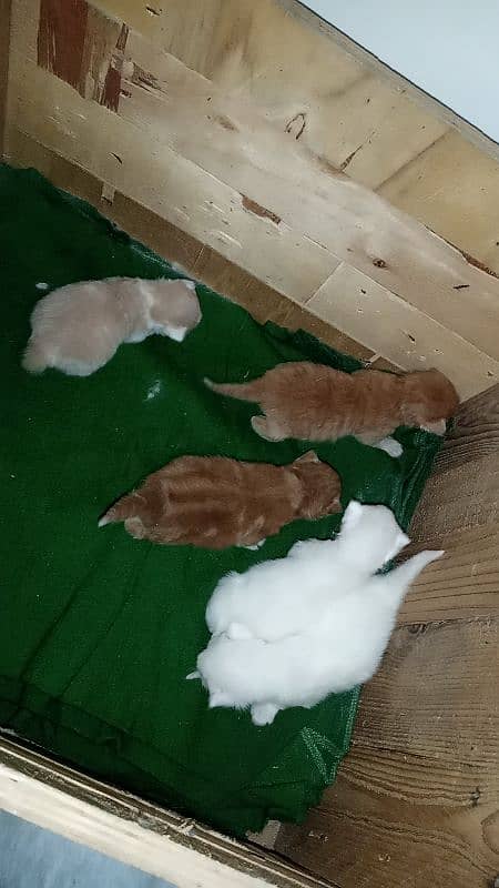 2 female kitten 3 male kitten 6