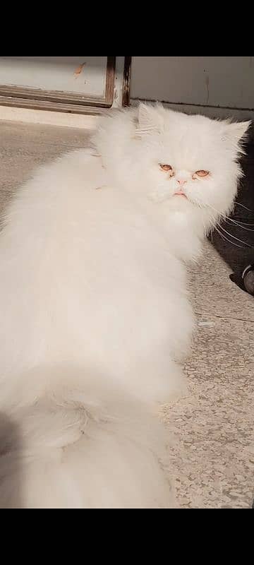 Persian Male Snowy Cat 1