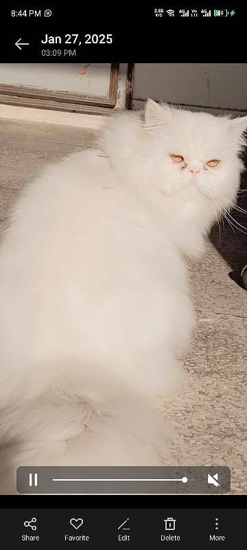 Persian Male Snowy Cat 3