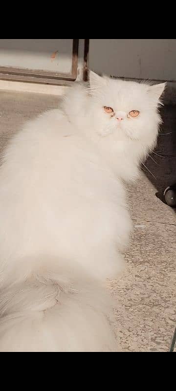 Persian Male Snowy Cat 4