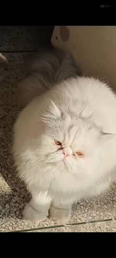 Persian Male Snowy Cat