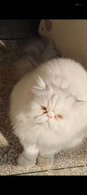 Persian Male Snowy Cat 0