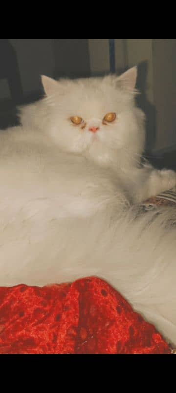 Persian Male Snowy Cat 2