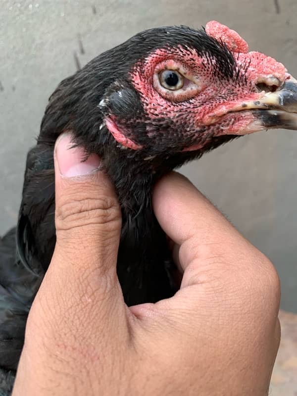 pure Thai Aseel chicks top quality only chicks for sale 030848614O7 4