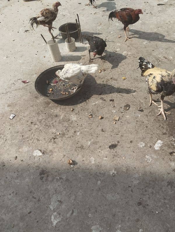 eggs wali aseel murghay or murghiyan for sale 3