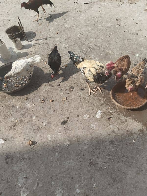 eggs wali aseel murghay or murghiyan for sale 5