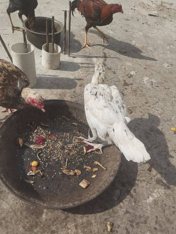 eggs wali aseel murghay or murghiyan for sale 6