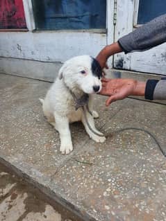 Russian breed dog