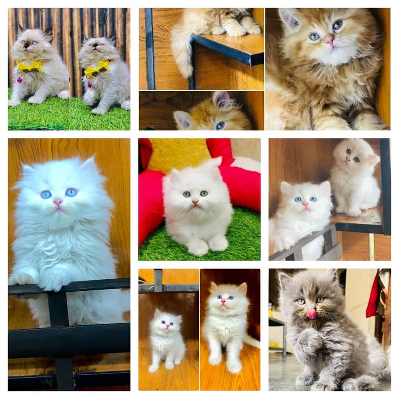 Persian triple coated punch face kitten available for sale 5