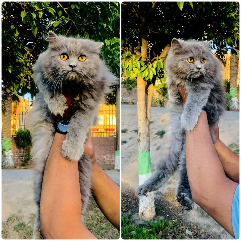 Persian triple coated punch face kitten available for sale 10