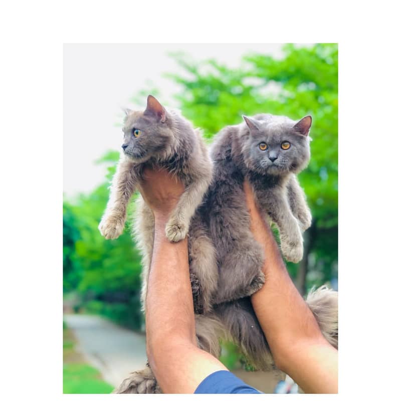 Persian triple coated punch face kitten available for sale 12