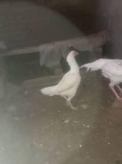 pure white heera aseel pair sale Sambrial sialkot