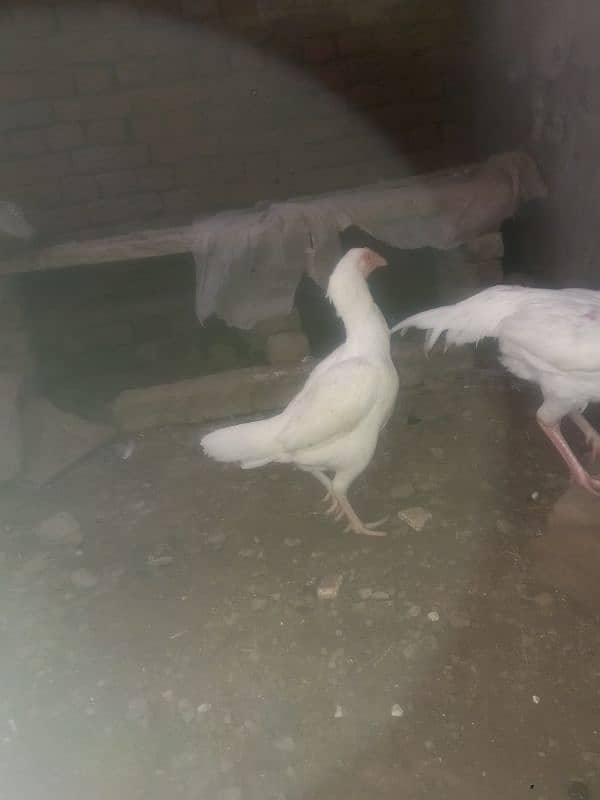 pure white heera aseel pair sale Sambrial sialkot 0