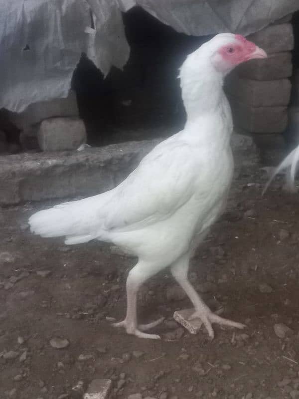 pure white heera aseel pair sale Sambrial sialkot 1