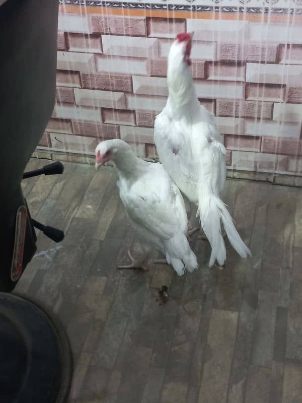 pure white heera aseel pair sale Sambrial sialkot 2