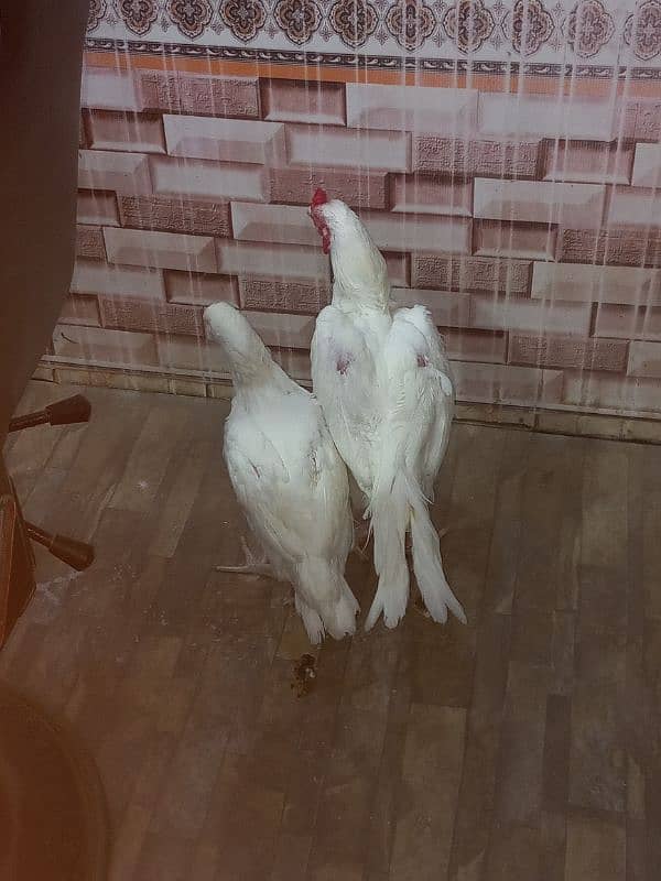 pure white heera aseel pair sale Sambrial sialkot 3