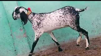 Goats for sale / gaban bakri for sale / bachon wali bakri / doodh