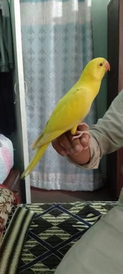 Yellow ringneck parrot chick