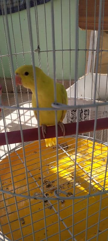 Yellow ringneck parrot chick 1